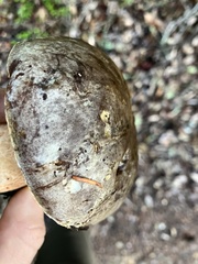 Boletus regineus