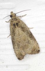 Olethreutes connectum