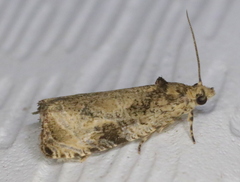 Olethreutes connectum