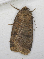 Abagrotis alternata