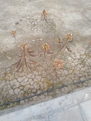 Erythrostemon gilliesii