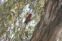 Platycercus elegans elegans