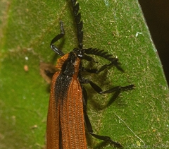 Metriorrhynchus variipennis