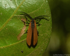 Metriorrhynchus variipennis