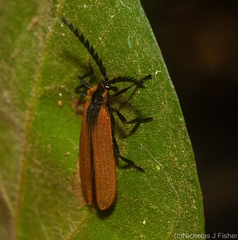 Metriorrhynchus variipennis