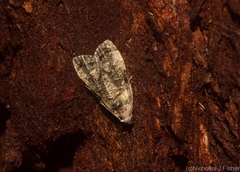 Copromorpha lichenitis