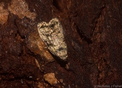 Copromorpha lichenitis
