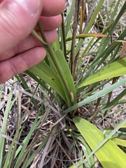 Dianella tasmanica