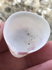 Laevicardium serratum