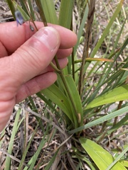 Dianella tasmanica
