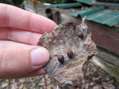 Harmandiola tremulae