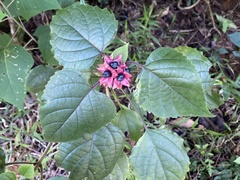 Clerodendrum canescens