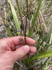 Dianella tasmanica