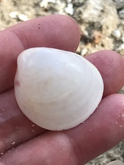 Laevicardium serratum