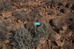 Oedera oppositifolia