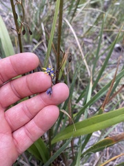 Dianella tasmanica