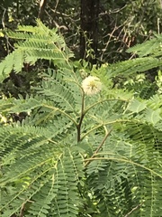 Leucaena