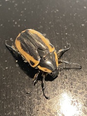 Chondropyga dorsalis