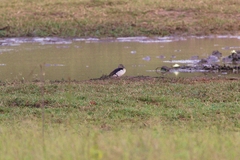 Sarkidiornis melanotos