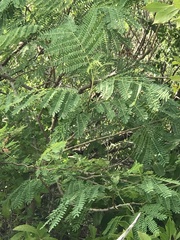 Leucaena