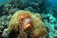 Amphiprion ocellaris