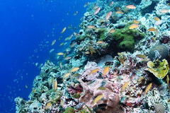 Pseudanthias huchtii