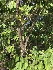 Leucaena