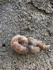 Thylacodes adamsii