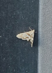 Petrophila fulicalis