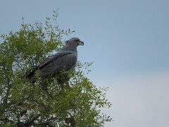 Buteogallus coronatus