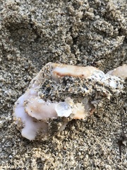 Thylacodes adamsii