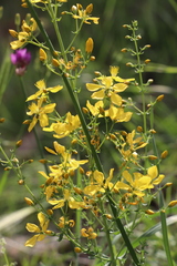 Hypericum elongatum