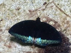 Lexias dirtea merguia
