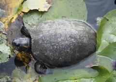 Trachemys callirostris