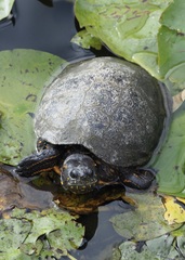 Trachemys callirostris
