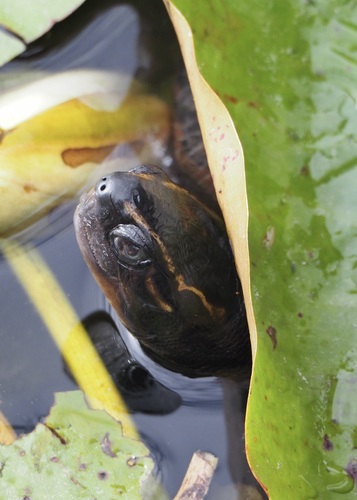 Spotted-legged Turtle, Rhinoclemmys punctularia