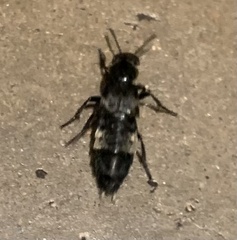 Creophilus maxillosus