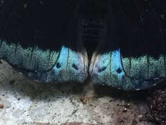 Lexias dirtea merguia