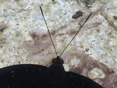 Lexias dirtea merguia