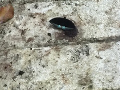 Lexias dirtea merguia
