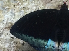 Lexias dirtea merguia
