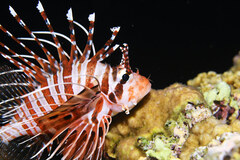 Pterois antennata
