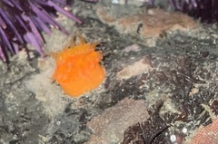 Balanophyllia elegans