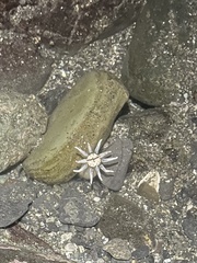 Halcampa decemtentaculata