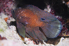 Calloplesiops altivelis