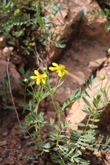 Sibbaldianthe orientalis