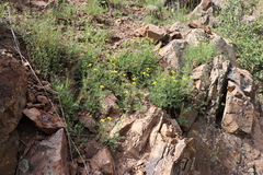Sibbaldianthe orientalis