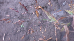 Panicum miliaceum ruderale