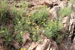 Sibbaldianthe orientalis