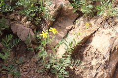 Sibbaldianthe orientalis